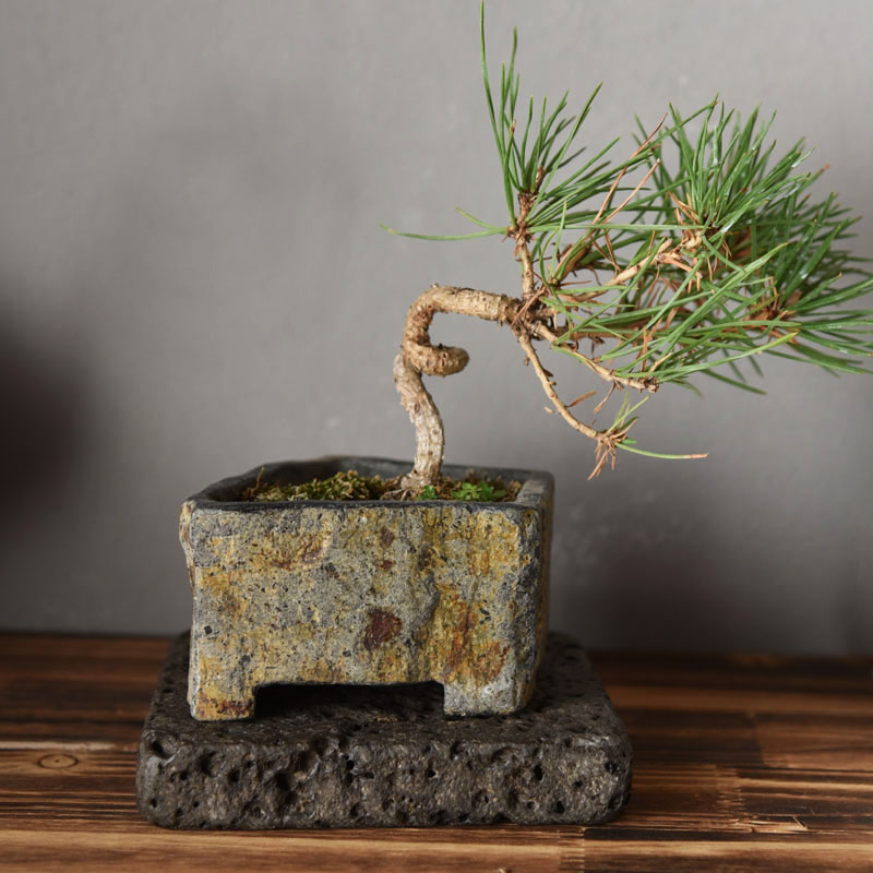 Pot de fleurs en pierre nature - Bonsai Garden Chinese Garden avis et prix